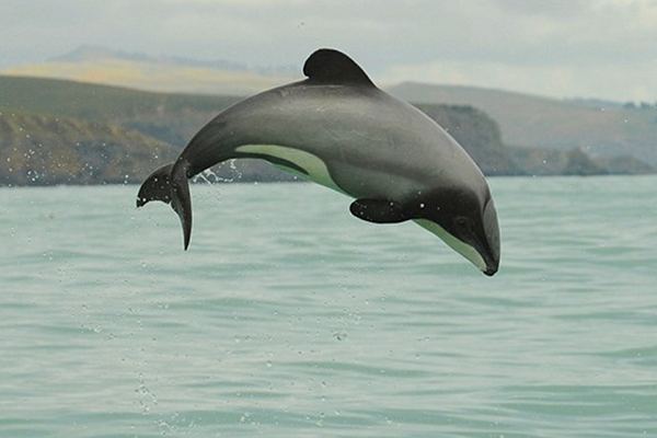 保育團體喊聲紐西蘭 保護瀕絕毛伊海豚