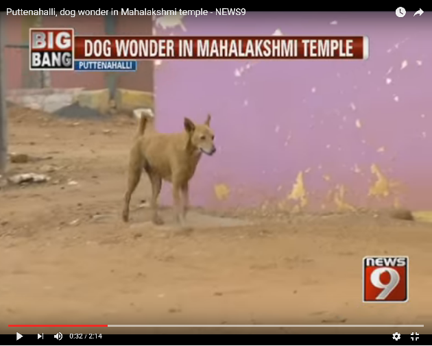 印度小黃狗不放棄 寺廟前定時繞行 | 文章內置圖片