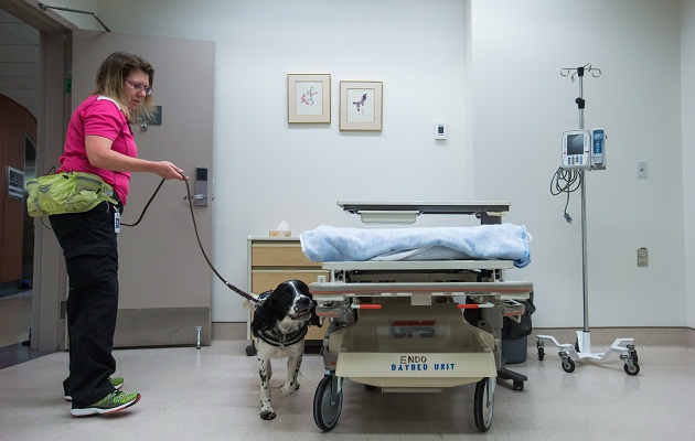 嗅探犬醫院「上班」 協助檢尋超級病菌