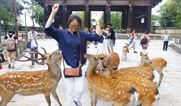 日本奈良野鹿超有禮 竟會向旅客點頭鞠躬 | 文章內置圖片