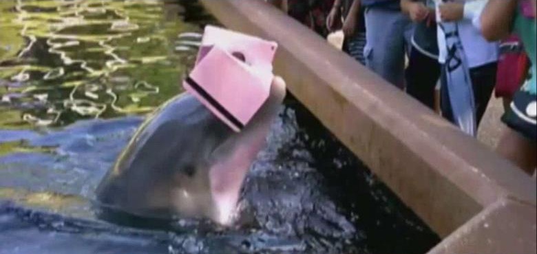 可愛海豚搶iPad泡水！ 事主尖叫撈起逃跑  | 文章內置圖片