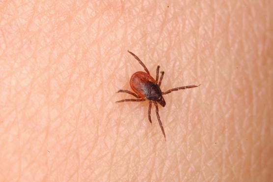 蚊蟲出沒　醫生呼籲不要忽略小蟲叮咬的力量！