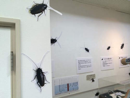 「蟑螂風險評比」東京全國最高　北海道全國最低