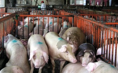 中南部3000隻豬染下痢死亡  是去年同期的10倍
