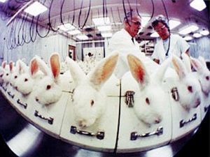 歐洲裁決出爐！ 歐盟禁售動物實驗美容產品 | 文章內置圖片