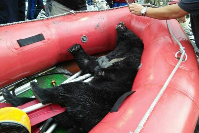 台灣黑熊斷掌斷指 屍體躺臥花蓮河床 | 文章內置圖片