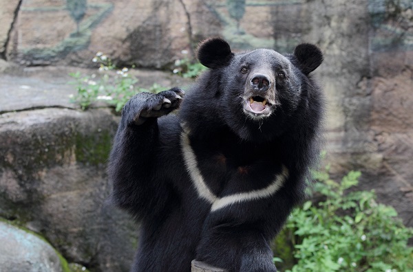 黑熊存歿出危機？　一個月內兩隻黑熊死亡 | 文章內置圖片