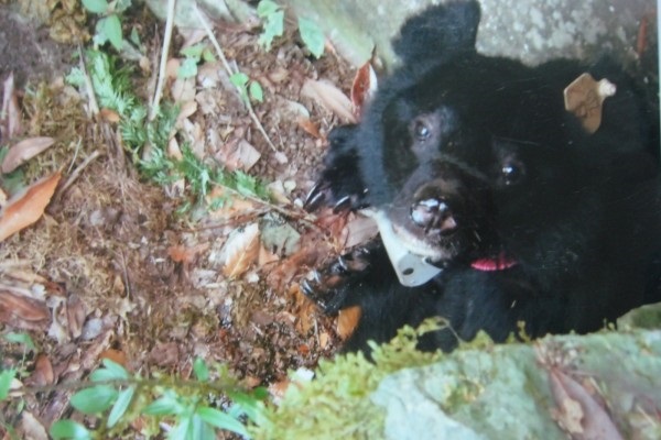 黑熊存歿出危機？　一個月內兩隻黑熊死亡