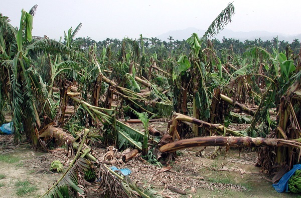 農業因颱風損失三億四千萬元　宜蘭占了一億一千萬！ | 文章內置圖片