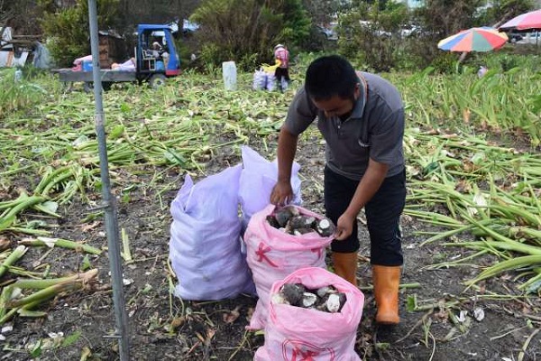 農業因颱風損失三億四千萬元　宜蘭占了一億一千萬！