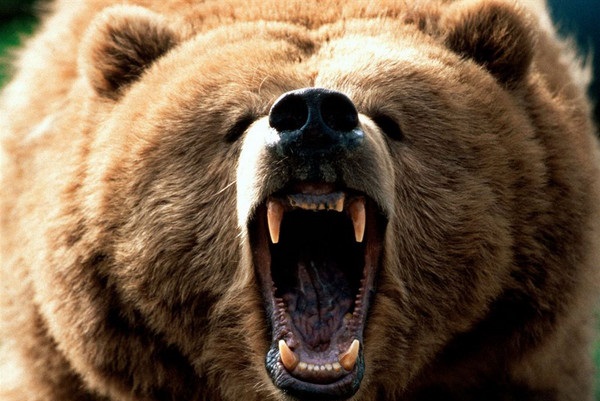 遊客亂餵食物引發棕熊暴怒　棕熊拍碎玻璃險釀大禍