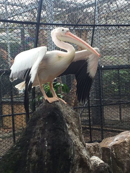 新竹動物園慶重陽  鮮魚大餐伺候「鳥瑞」鵜鶘 | 文章內置圖片