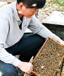 瞭解蜜蜂生態　學習自然哲學 | 文章內置圖片