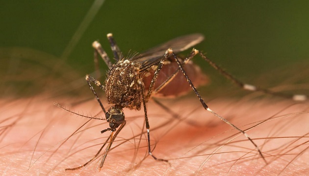 蚊子常找你睡覺？　原來你是它的五種「好朋友」
