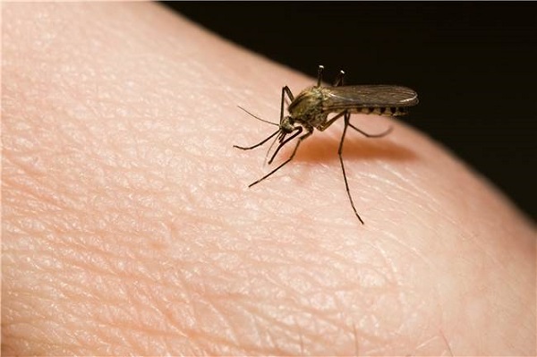 蚊子常找你睡覺？　原來你是它的五種「好朋友」 | 文章內置圖片