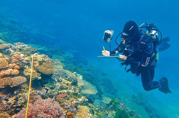 大堡礁史上最慘白化現象　九個月死了三分之二！ | 文章內置圖片