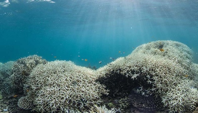 大堡礁史上最慘白化現象　九個月死了三分之二！