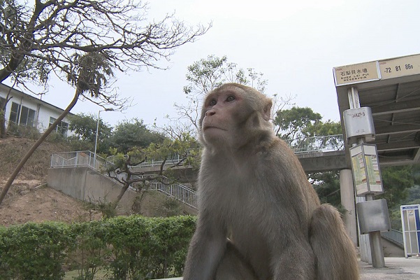 「不餵食、不干擾、不接觸」臺灣獼猴　維護臺北市的自然生態大家一起來 | 文章內置圖片