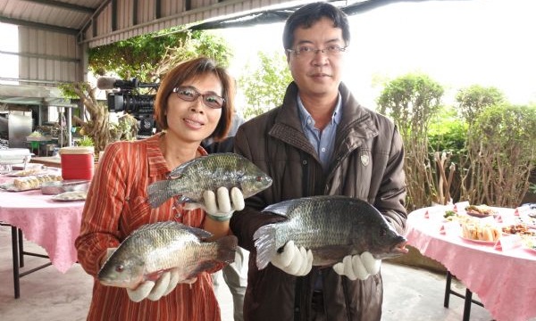 台灣鯛外銷銳減  漁業署啟動緊急調節措施 | 文章內置圖片