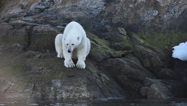 北極熊浮出生存問題！　恐在35年內減少3成