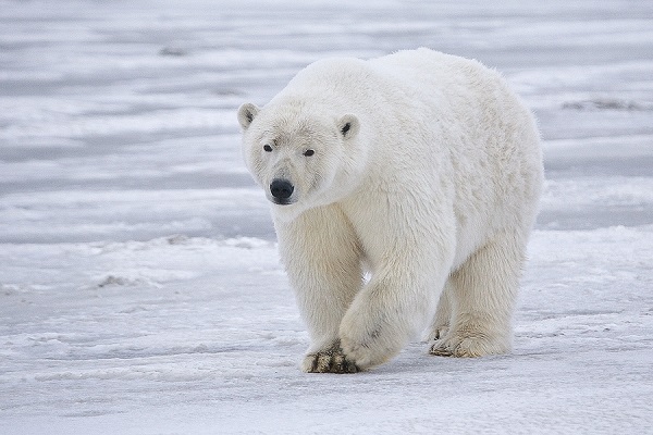 北極熊浮出生存問題！　恐在35年內減少3成 | 文章內置圖片