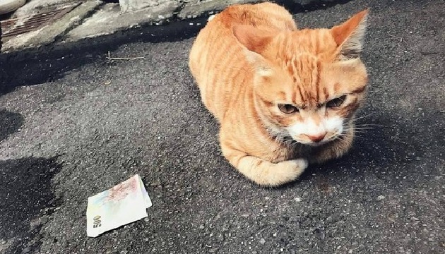 真實版「貓的報恩」?女網友天天照顧牠 橘貓竟叼500元送她!