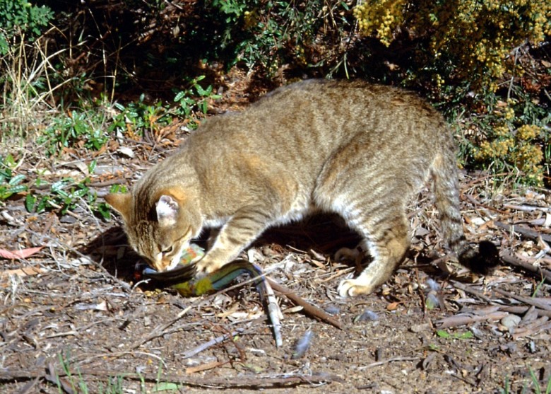 澳洲快被流浪猫攻佔 遍布率达99.8%遭点名危害原生种! | 文章内置图片