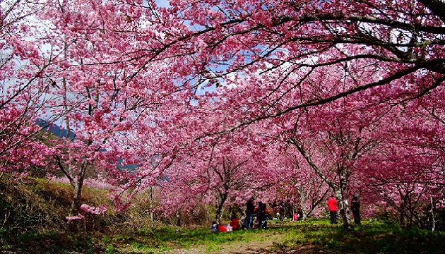 走進粉紅花海!武陵櫻花祭下月開跑 24日搶先購票