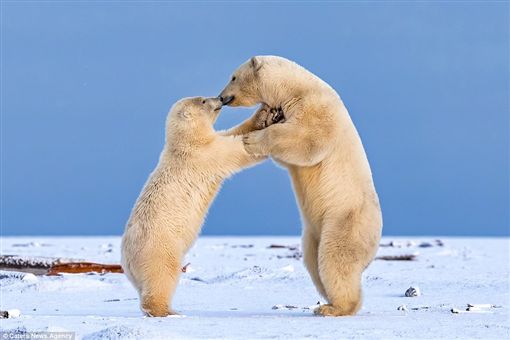 太萌惹~北極熊雪地玩耍 手拉手跳舞又親吻! | 文章內置圖片