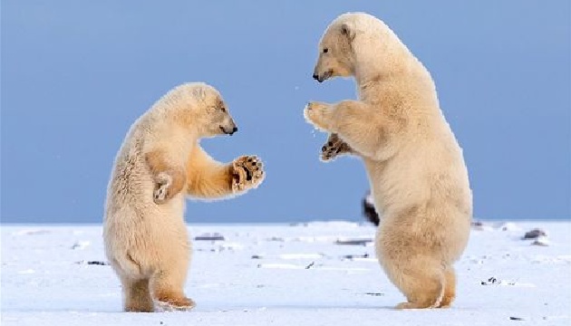 太萌惹~北極熊雪地玩耍 手拉手跳舞又親吻!