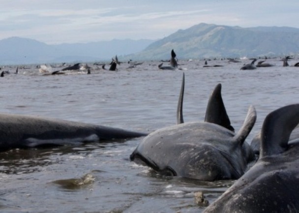 紐西蘭鯨魚大規模擱淺，史上數量第三多 | 文章內置圖片