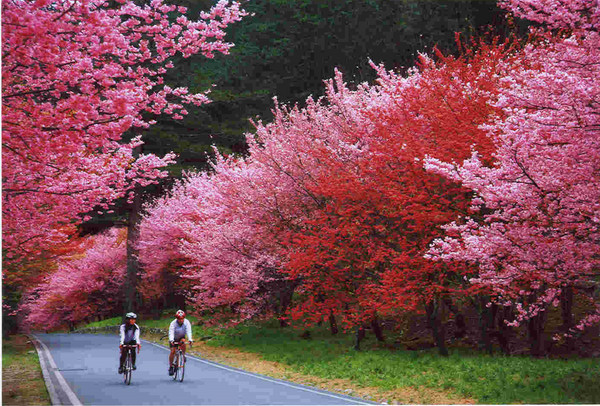 武陵農場櫻花盛開，假日必去新景點 | 文章內置圖片