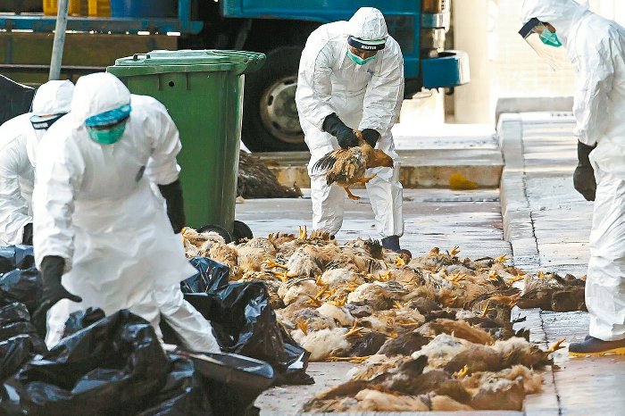 禽流感持續花蓮發威，再撲殺３千隻鴨，台東下令禁止家禽進入 | 文章內置圖片