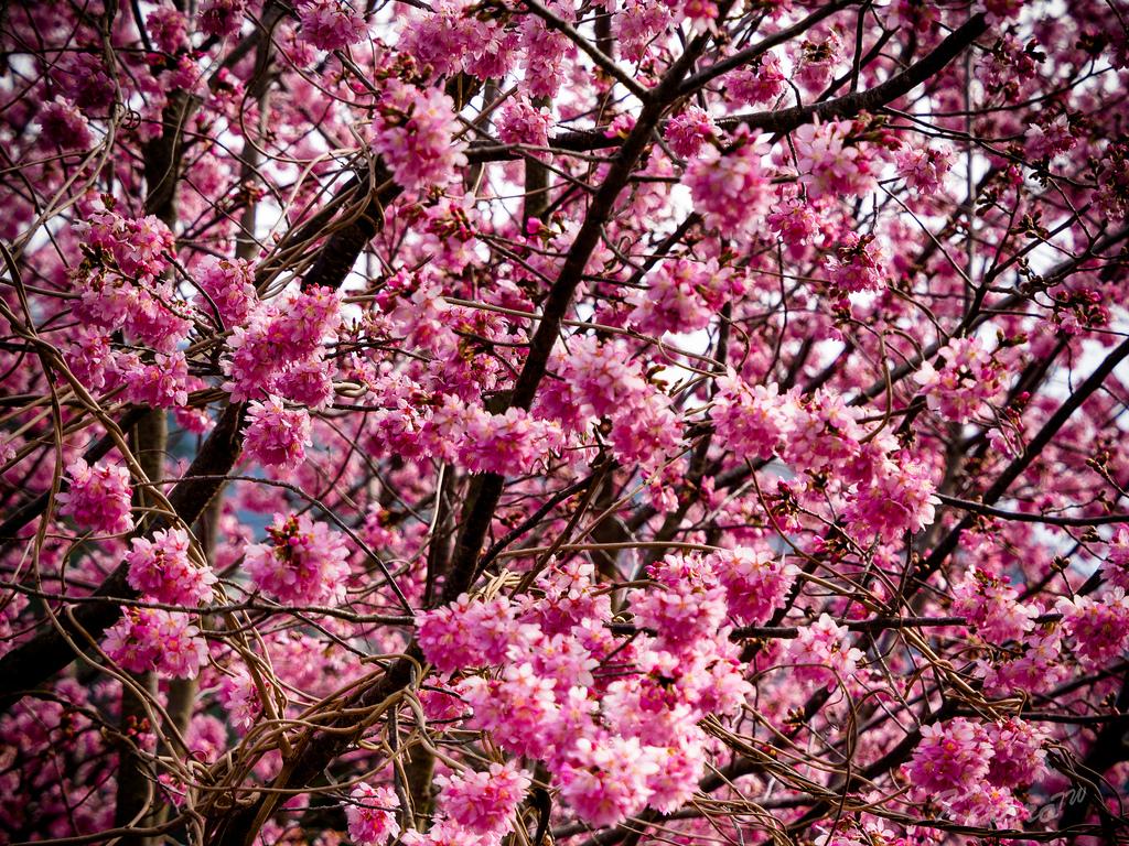 武陵農場櫻花盛開，假日必去新景點 | 文章內置圖片