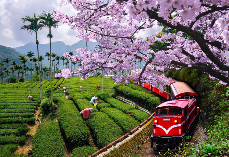  樱花漫山遍野 乘车上阿里山享优惠 | 文章内置图片