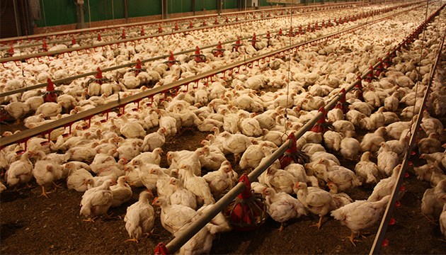 7萬隻雞遭撲殺 美兩大洲傳禽流感疫情