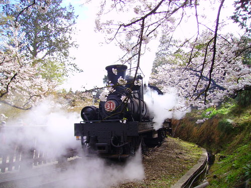 懷舊蒸汽車穿梭花林 阿里山花季復古登場 | 文章內置圖片