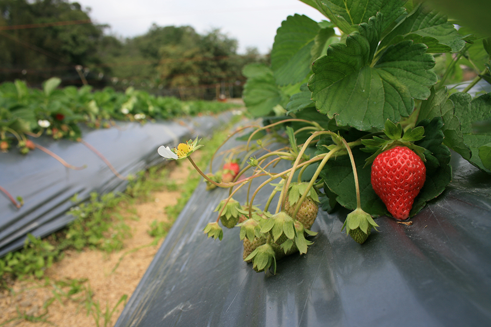 洗草莓也有大學問 不吃進農藥靠這招 | 文章內置圖片