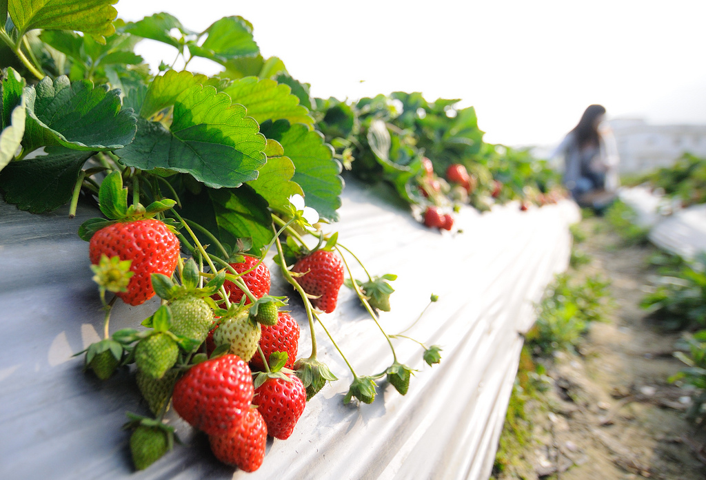洗草莓也有大學問 不吃進農藥靠這招