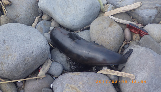 中角沙灘發現鯨豚死亡 海巡弟兄立即協助處理