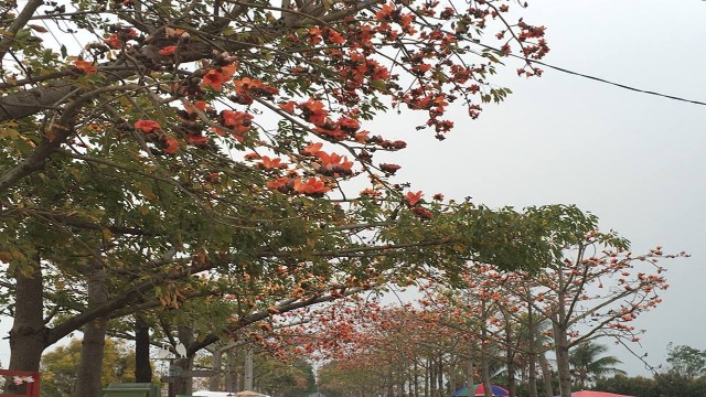 台南白河「2017木棉花季活動」 體驗火紅花季之美 | 文章內置圖片