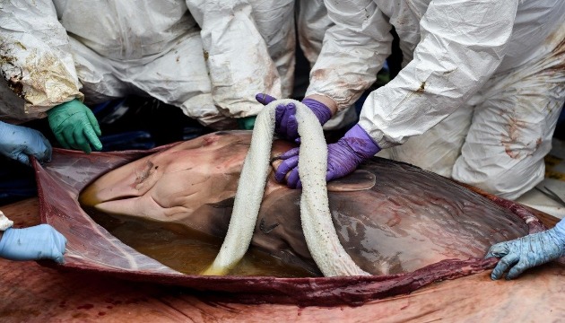 首發現抹香鯨胎盤 有助於保育研究 | 文章內置圖片