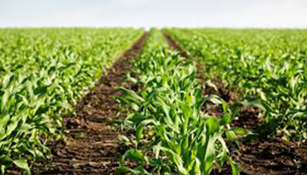 專案農貸推動有成，協助農業發展 | 文章內置圖片