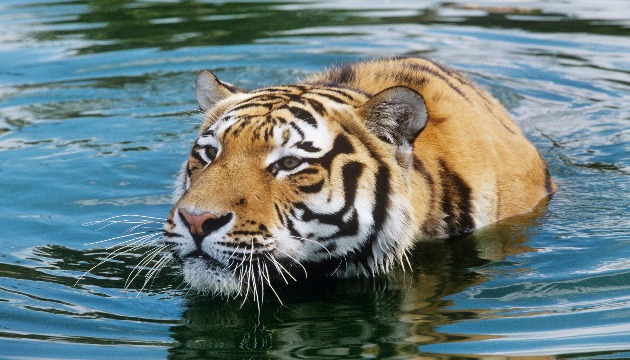 泰國出現支那虎 保育人士欣喜 | 文章內置圖片