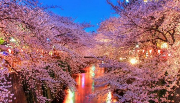 遊客爆滿 京都知名的夜櫻點燈活動暫停 | 文章內置圖片