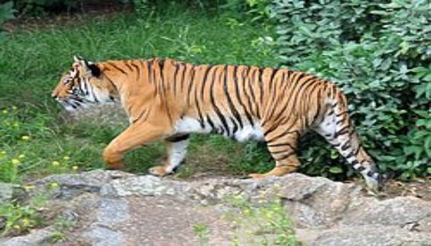泰國出現支那虎 保育人士欣喜 | 文章內置圖片