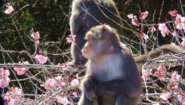 杜絕猴害 學者進行脫序獼猴防治試驗計畫 | 文章內置圖片