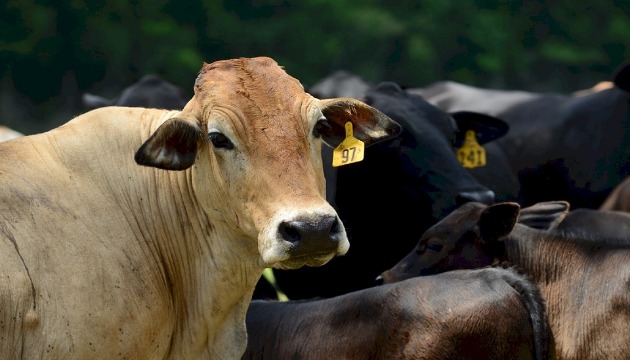 引進澳洲種培育 提升台灣肉牛品質 | 文章內置圖片