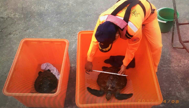 雙海龜不幸困網 海巡協助後送治療