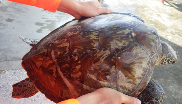生態保育無假期 海巡協助綠蠵龜後送治療
